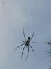 nephila_46